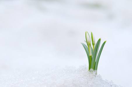 雪花莲和雪