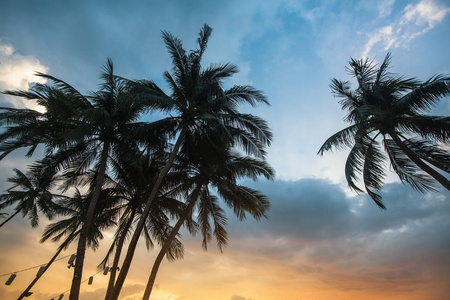 日落时棕榈树映衬天空