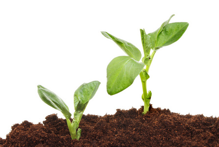 一棵蚕豆苗元素图片