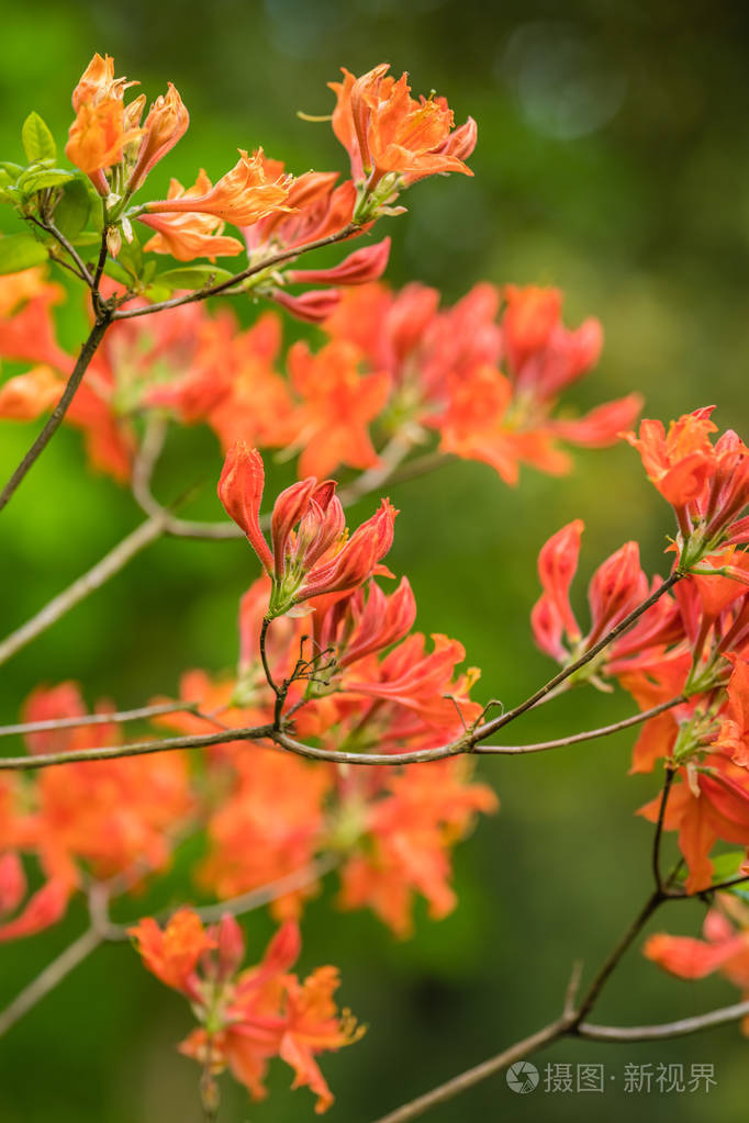 在春天盛开的树枝上的红色和橙色杜鹃花花