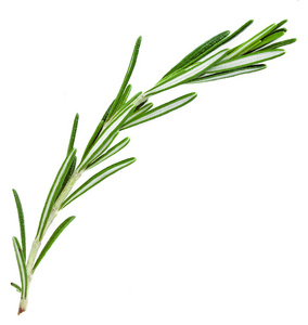 忍冬科的药草图片