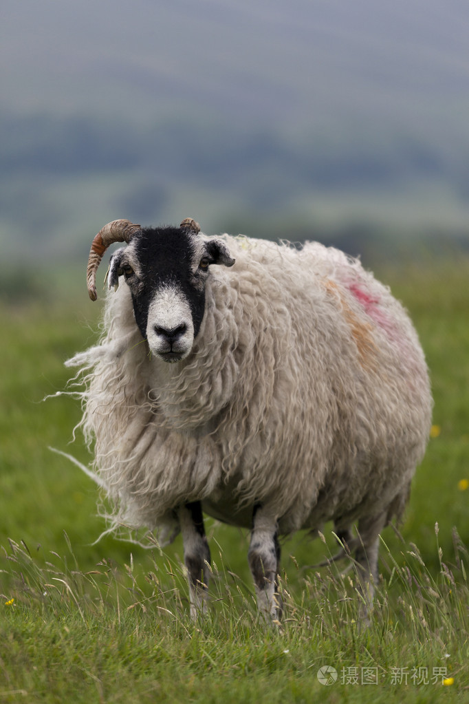 羊站照片-正版商用图片05go40-摄图新视界