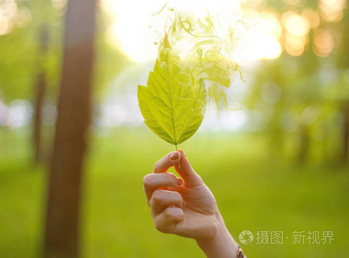 手捧着枫叶阳光下有烟阳光林中的树叶