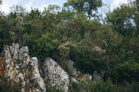 悬崖或山, 有树木灌木和其他植被。背景蓝天
