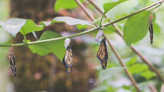 把蝴蝶和茧挂在绿叶和树枝上。蝴蝶蛹