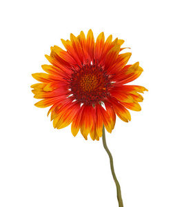 风火轮gaillardia 在白色的黄色和红色花照片