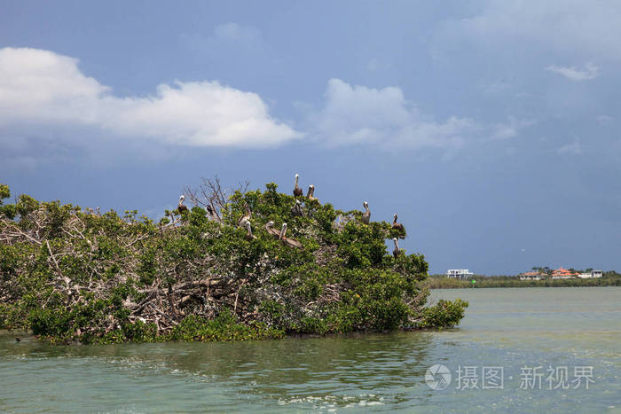 褐鹈鹕 Pelecanus 花蓟马群栖息在一棵红树林中的鸟巢, 在 Caxambas 岛, 那不勒斯, 佛罗里达州的码头