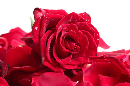 美丽的红玫瑰，花瓣上白色隔离