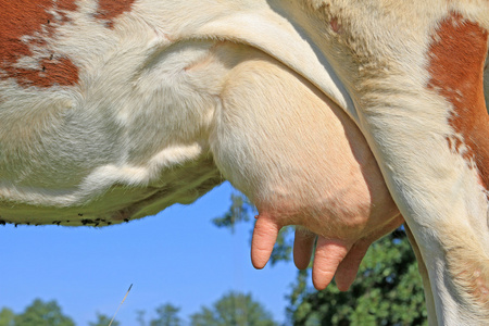 青年母牛 udder照片