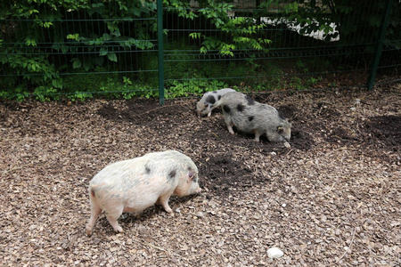 在斯洛文尼亚卢布尔雅那的动物园里住着大野猪。