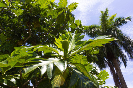 成熟的 breadfruits 挂在树上。周围有许多面包树。