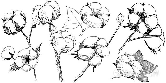 以矢量风格分离的棉花花插画-正版商用图片05gvh8-摄图新视界