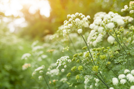 夏季草和野花背景