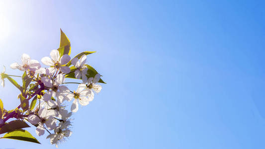美丽春天白色的花朵背景
