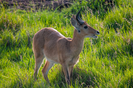 共同 Reedbuck, Redunca arundinum, 国家公园, 肯尼亚, 非洲