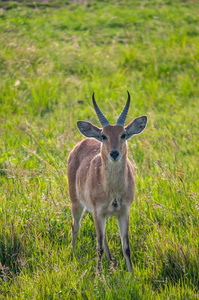 共同 Reedbuck, Redunca arundinum, 国家公园, 肯尼亚, 非洲