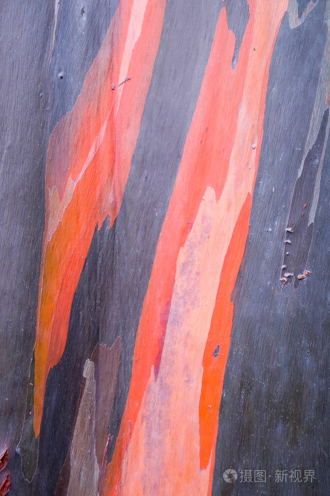 彩虹桉树的树皮背景纹理