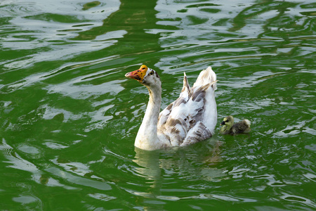 鹅妈妈在池塘水里游泳