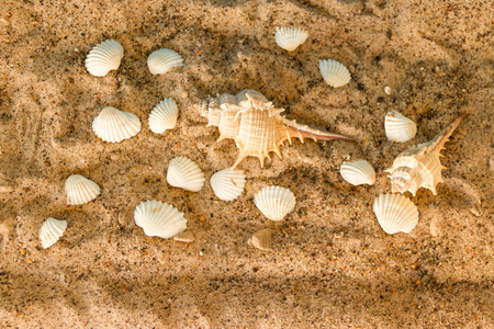 最简约的背景代表夏季与蜗牛蛤护目镜和沙子在天体上