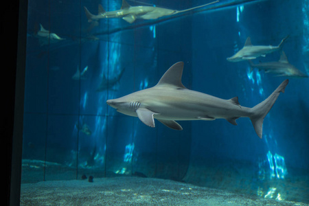 水族箱内的鲨鱼照片照片