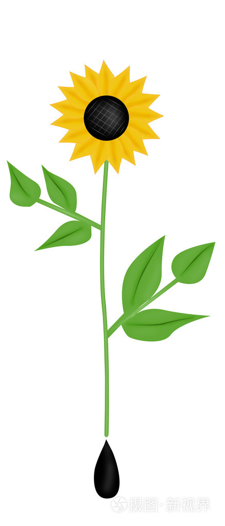金葵花