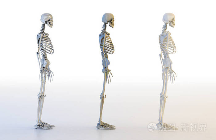 人类骨架集3d插图