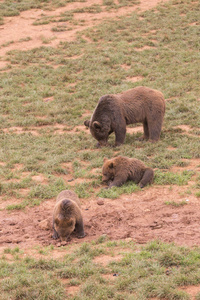两只小熊和妈妈在公园的地板上寻找食物