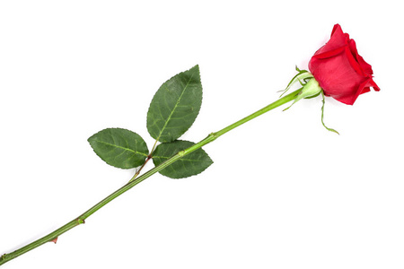 美丽的红玫瑰被隔离在白色背景。顶部视图。平躺模式