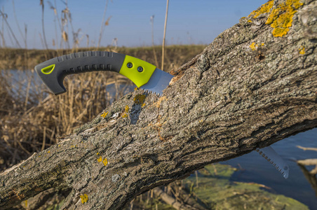 春天的花修剪图片-春天的花修剪素材-春天的花修剪插画-摄图新视界