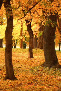 秋天一棵树在森林中的分支