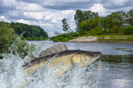 在水中飞溅的鲈鱼跳跃照片