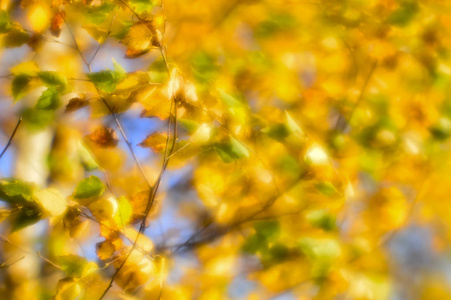 秋天模糊的背景, 金色的树叶在风中摇曳。这张照片是用软镜片拍的。背景