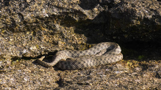 里海沿岸的骰子蛇