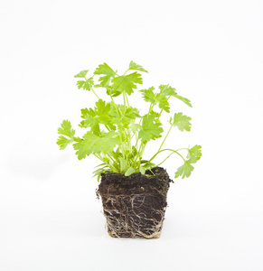 小芹在土壤中的植物照片