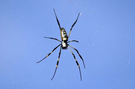 紫色背景与行的链接和闪亮的金色点, 类似于一个巨大的蜘蛛网金轮蜘蛛