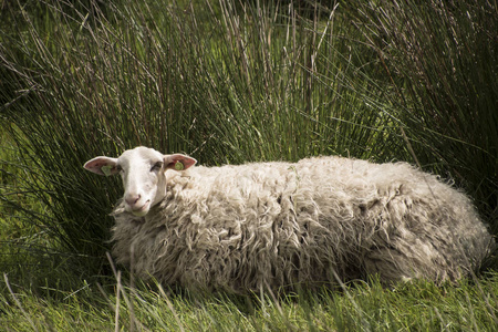 阳光明媚的日子, 草原上的绵羊