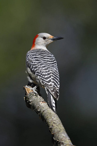 雌性红腹啄木鸟 Melanerpes carolinus 栖息在树枝兰顿海岸, 安大略省, 加拿大