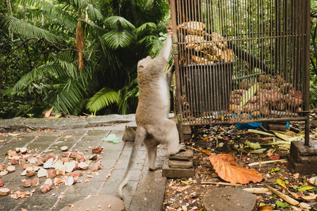 巴厘巴厘岛猴林猴