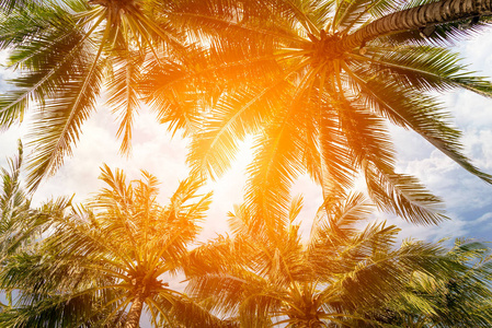 椰树和热带海滩上的天空在夏天的时候, 温暖的色调
