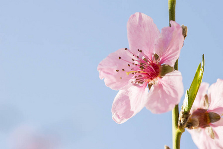 在春天的桃花图片