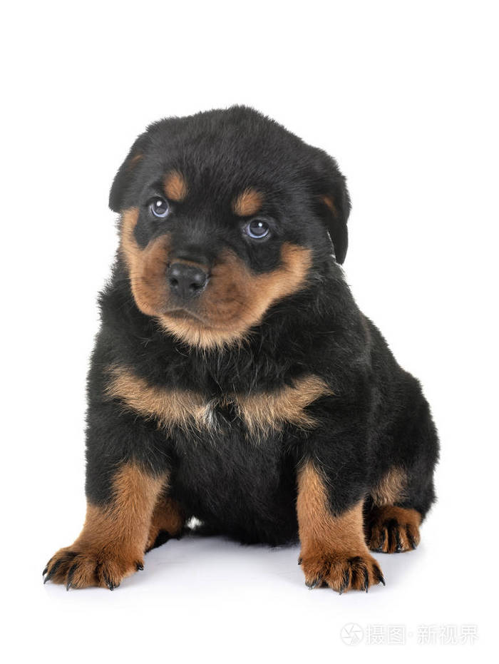 在白色背景前的小狗罗威纳犬