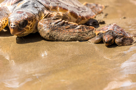 海龟与母亲在海滩上