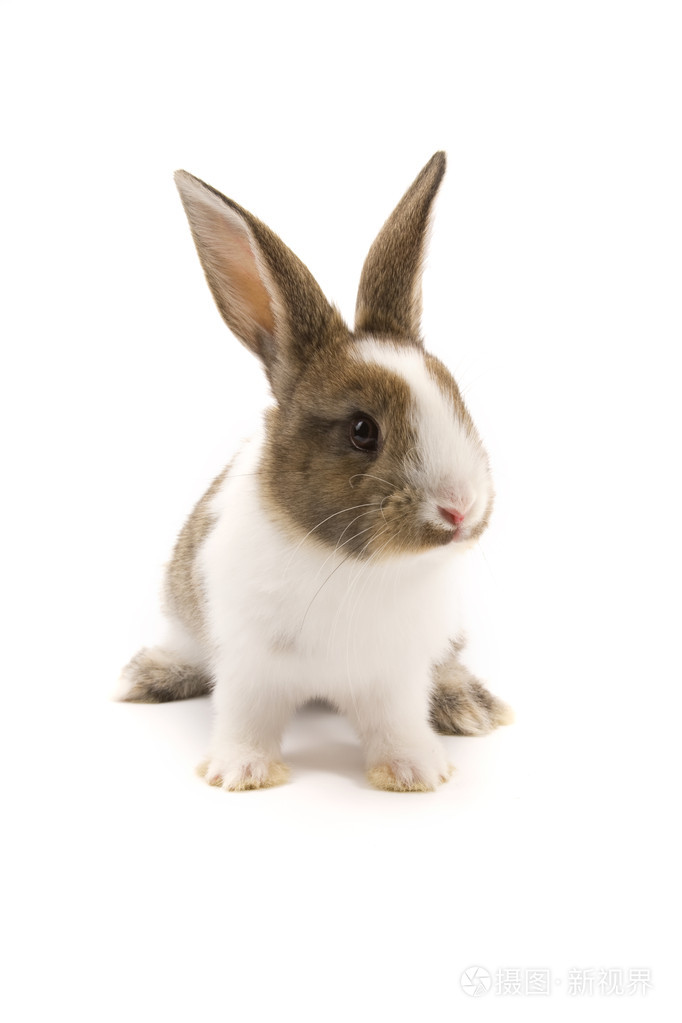 孤立在白色可爱兔照片-正版商用图片05hj2z-摄图新视界