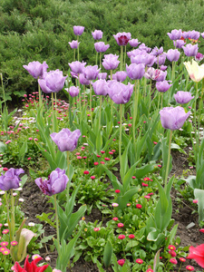 美丽的紫罗兰色的郁金香在高绿色的茎站立反对其他花的背景