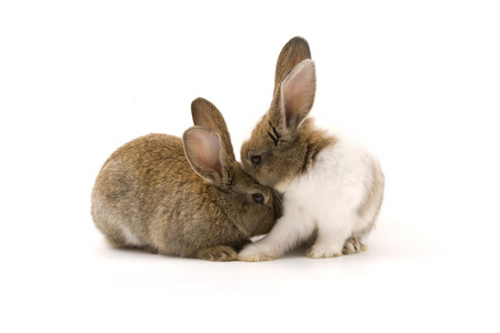 两个可爱兔图片