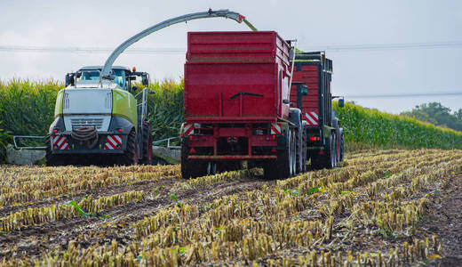 玉米收获, 玉米饲料收割机在行动, 收获卡车用拖拉机