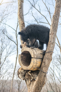 两只熊幼崽和浣熊一起在树上玩耍, 浣熊带着木头跑了出去。