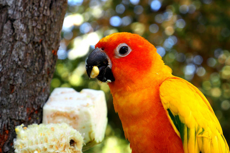 最美丽的 Macore 鹦鹉在树枝上吃玉米。鸟的身体是黄色的绿色的橙色的黑色的和红色的。正确混合颜色