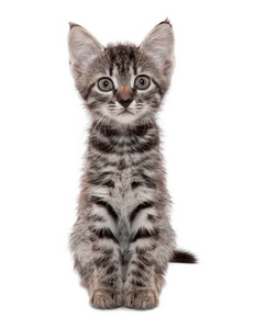 软条纹晶须金灰色条纹的小猫惊讶苦笑照片