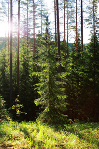 在保护区的松树和冷杉的太阳和针叶林。列宁格勒地区, 俄罗斯